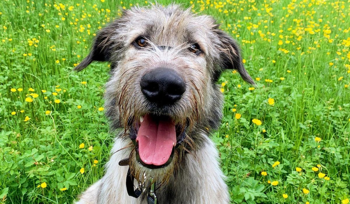 A young, happy Irish Wolfhound smiling at the camera on a walk through a buttercup field
