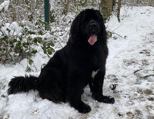 A large, black, bear-like dog with a thick coat looks at home on a snowy trail