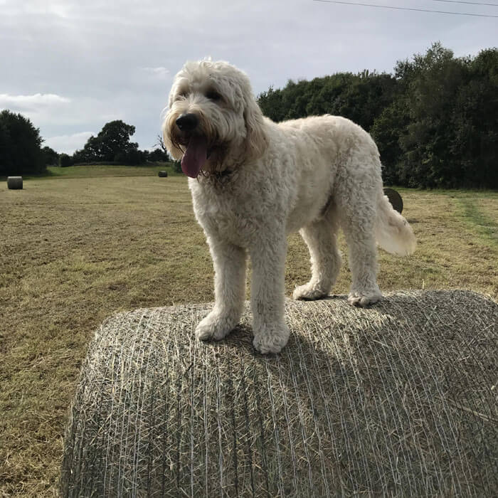 Basil is standing on a hay bale in a field