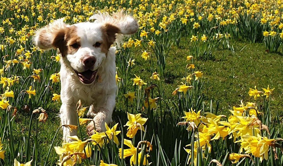 Spring time dangers and hazards for your dog