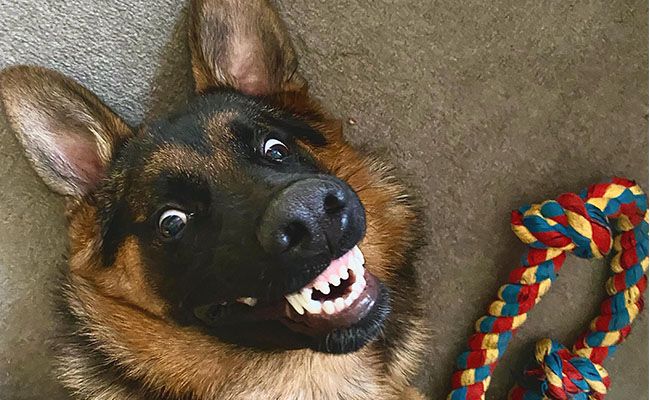 German Shepherd Dog sat on their back with a toothy smile looking up to camera