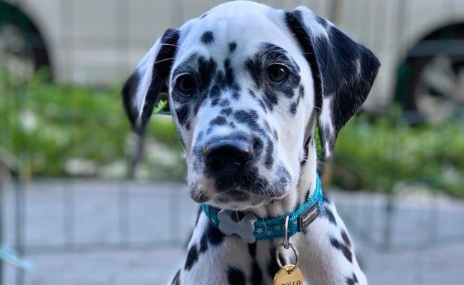 Doggy member Apollo, the Dalmatian puppy sitting patiently in their outdoor pen waiting for a treat