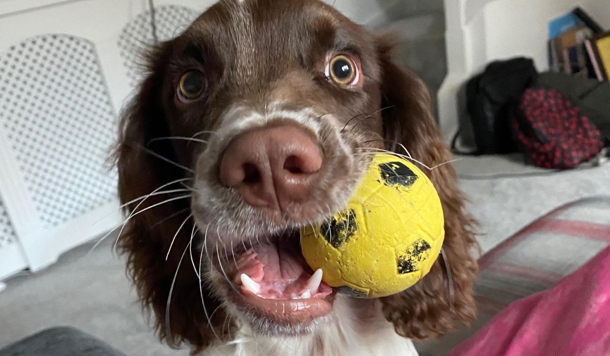 Doggy member Freddie, the Sprocker, holding his yellow ball in his mouth hoping for another game