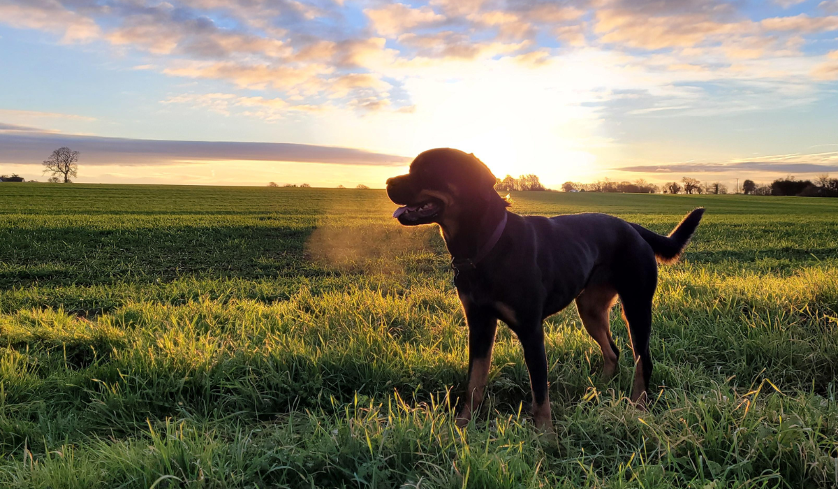 A gorgeous Rottweiler is enjoying a walk in a grassy field during golden hour.