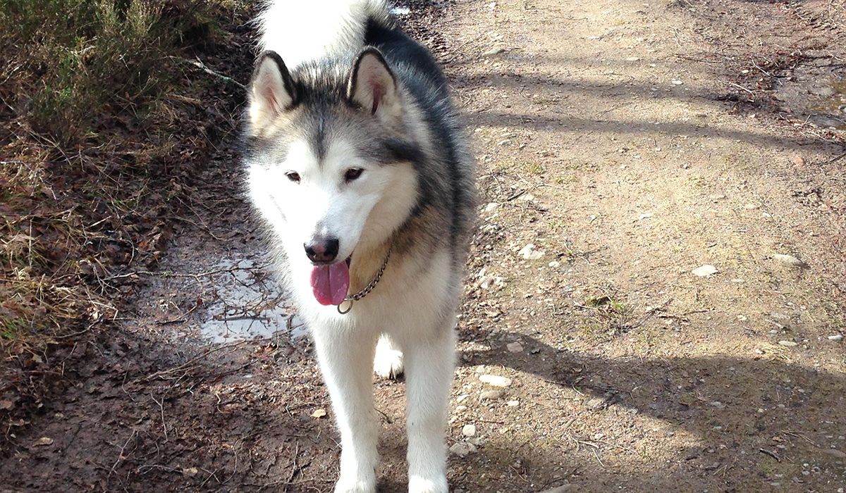 Storm, a Husky, stands on a country path with his tongue out