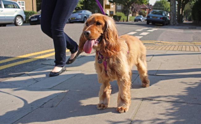 Doggy member Ciccia enjoying a walk on lead around the block with her borrower