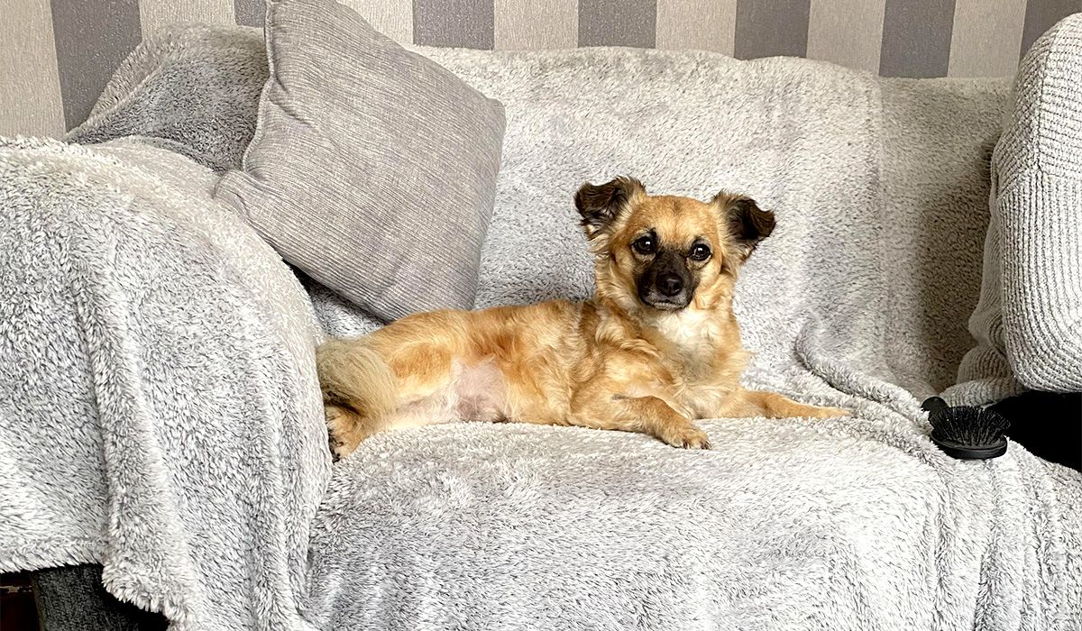 A small cross breed dog lies on a sofa covered with a fluffy throw