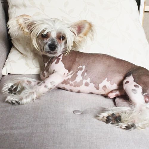 A dog with hair only on their head and paws is relaxing on a sofa.