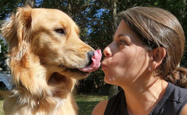 Doggy member Freya, the Golden Retriever, giving her owner a sloppy kiss