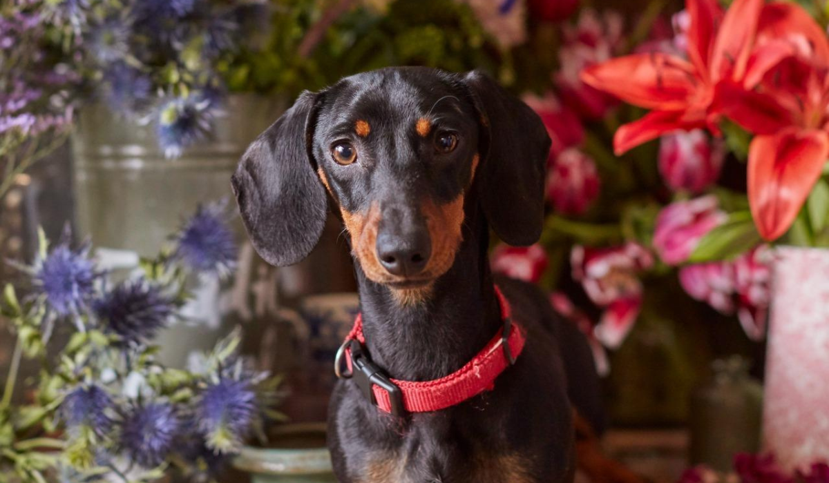 A black and tan Dachshund sits in a florist surrounded by colourful flowers.