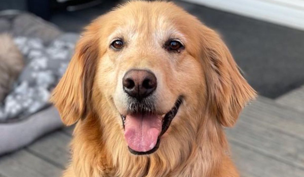 Pippa the Golden Retriever rescue pooch sitting happily in her furever home