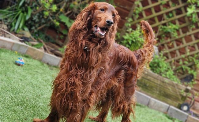 Doggy member Hugo is a gorgeous Irish Setter, pictured standing in his garden
