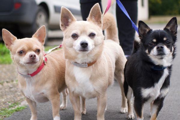 Manchita, Dolcena and Ozzie, the Chihuahuas