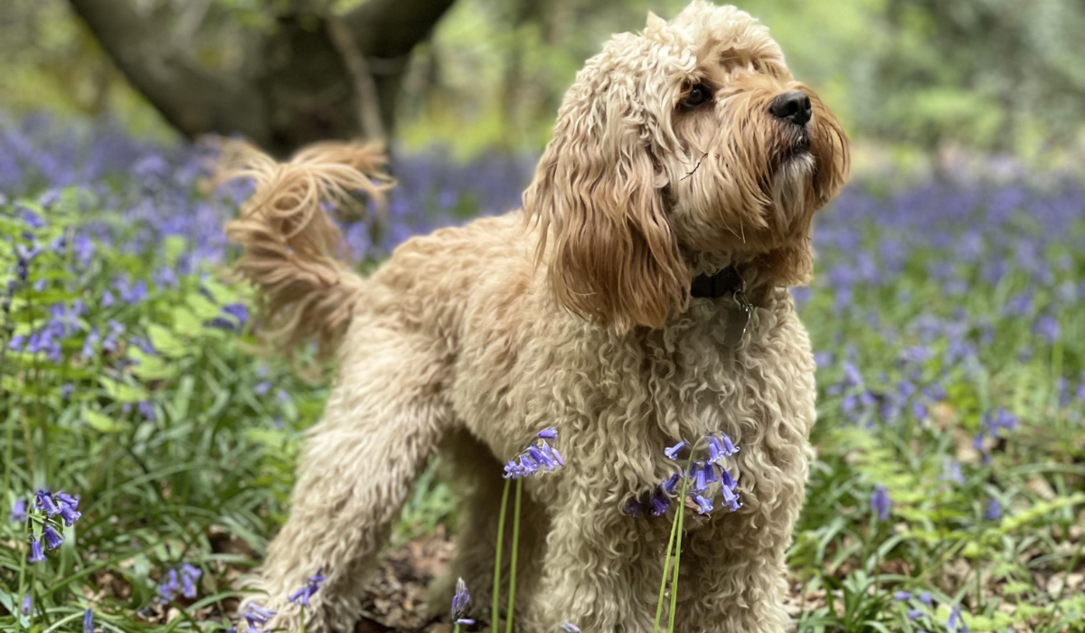 A cute, golden, curly haired dog is standing in a pretty field of bluebells.