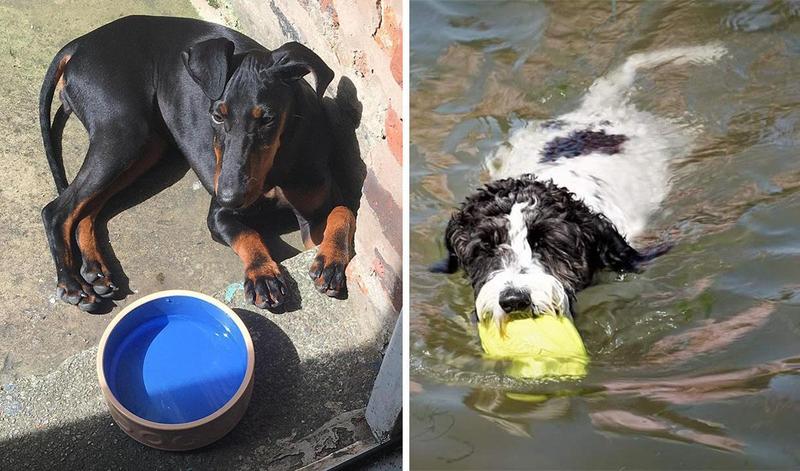 Top 10 items your dog needs this summer