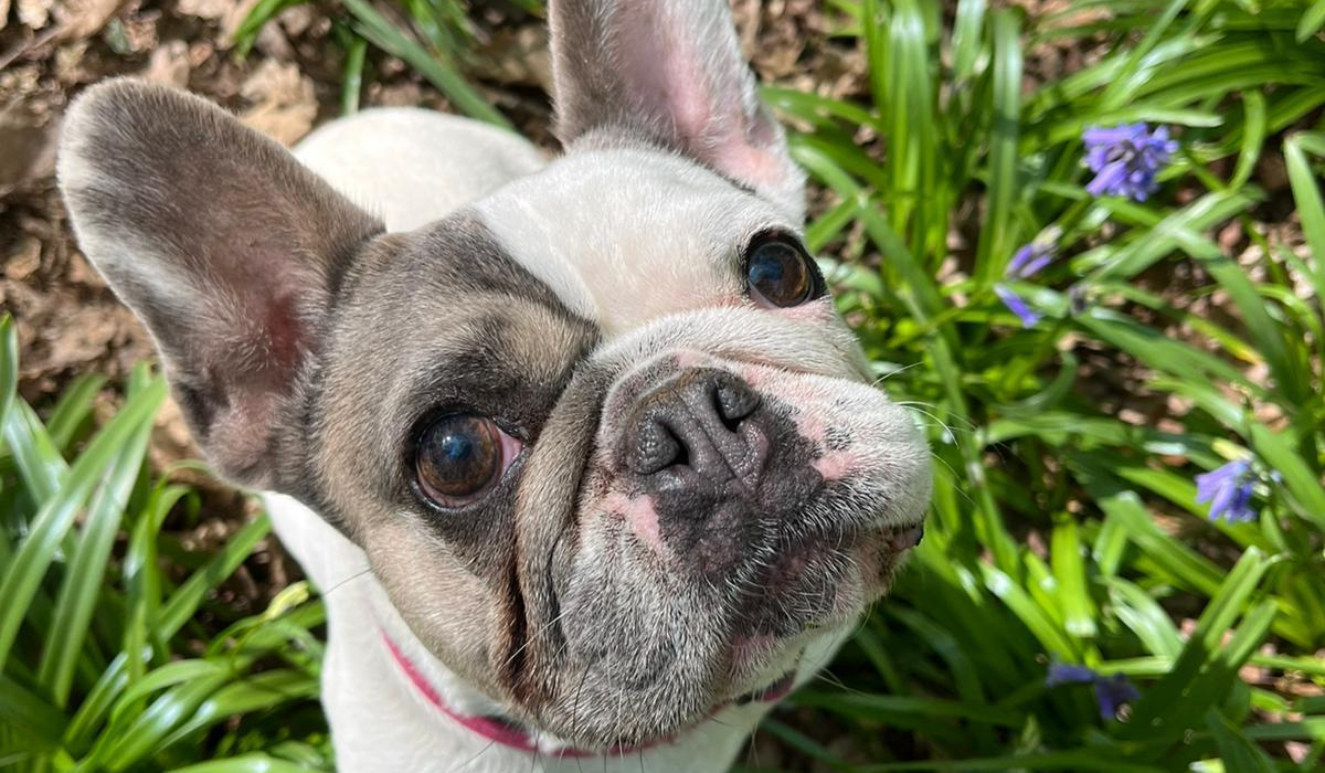 A small, white and grey French Bulldog sitting amongst a plant bed on a summer's day.
