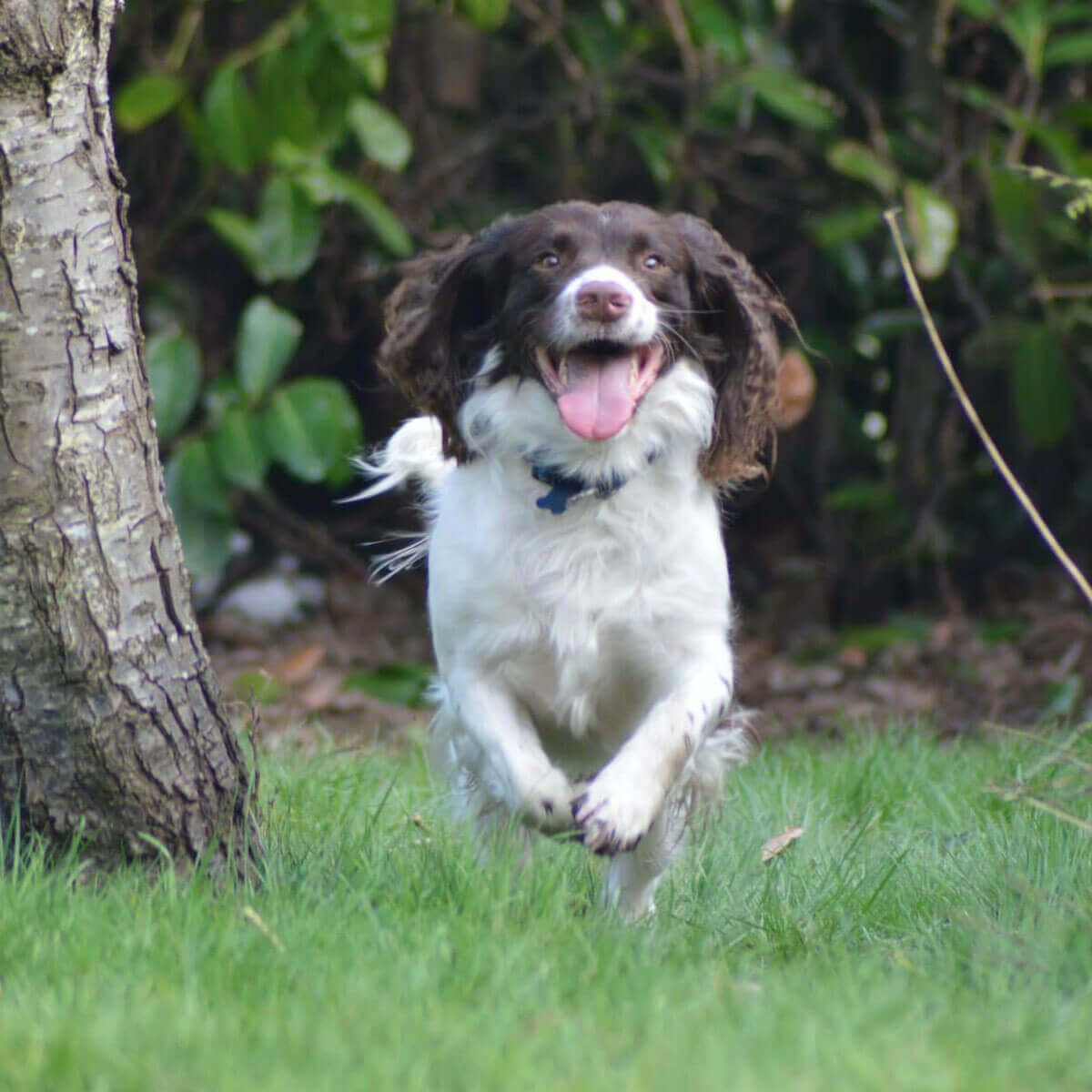Doggy member Harvey runs through the grass happily