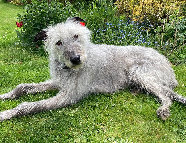 A shaggy, silver haired, slim dog with a long nose and long legs is relaxing in a garden