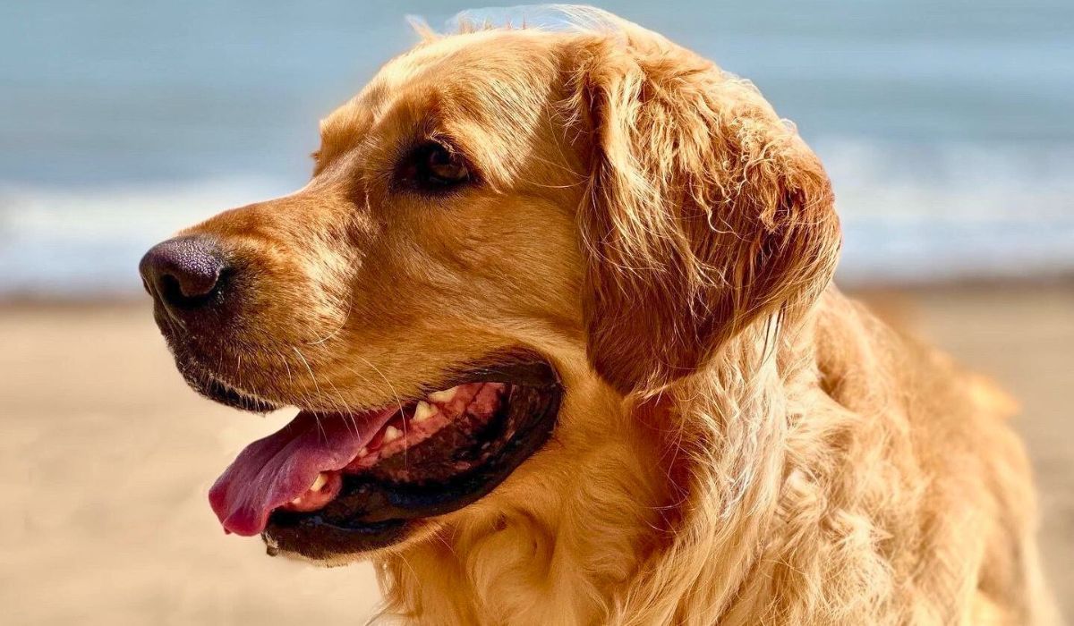 Doggy member Thatch, the Golden Retriever, on holidays at the beach!