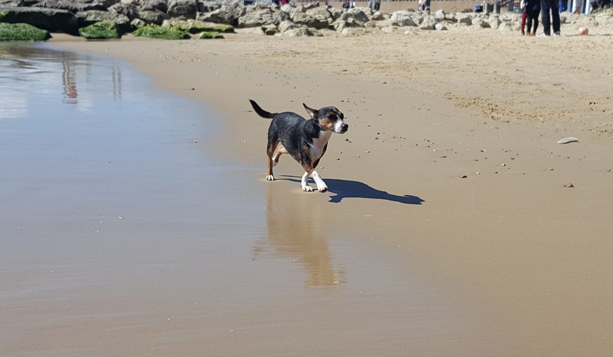 Charlie wanders on a sandy beach