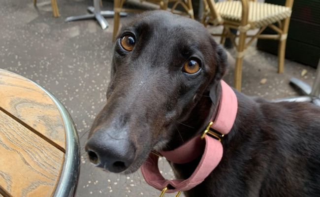 Lily the Greyhound looking with adoring eyes next to a table hoping for a little nibble of their owner's food