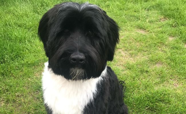 Doggy member Nero, the Tibetan Terrier, sitting on the grass looking very smart after a good brush