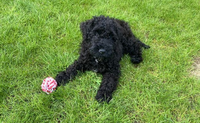 Doggy member Piper, the Kerry Blue Terrier playing ball in the garden
