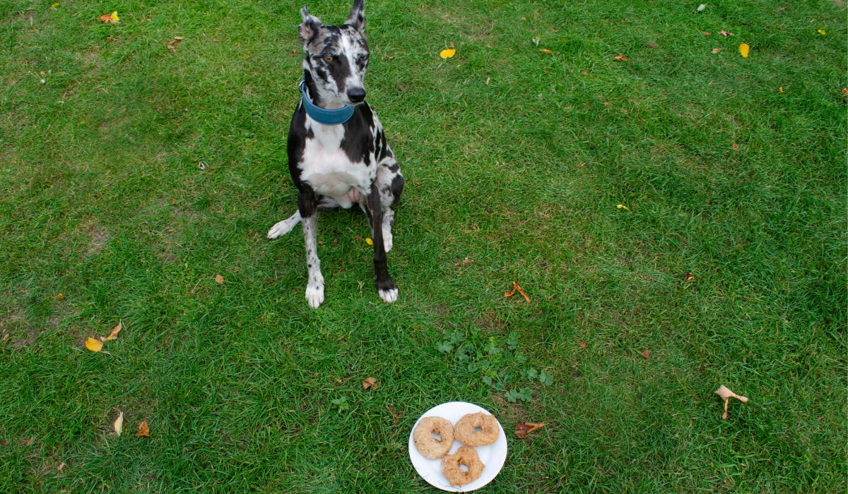 A plate of Dog Doughnuts is placed on the floor in front of a very well behaved dog, sitting patiently.