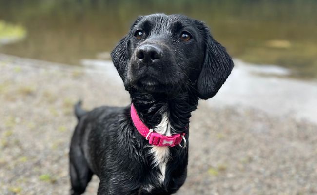 Ivy, the Cross Breed after cooling off in the river