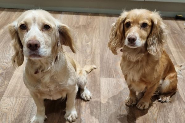 Cookie and Crumble, Cocker Spaniels