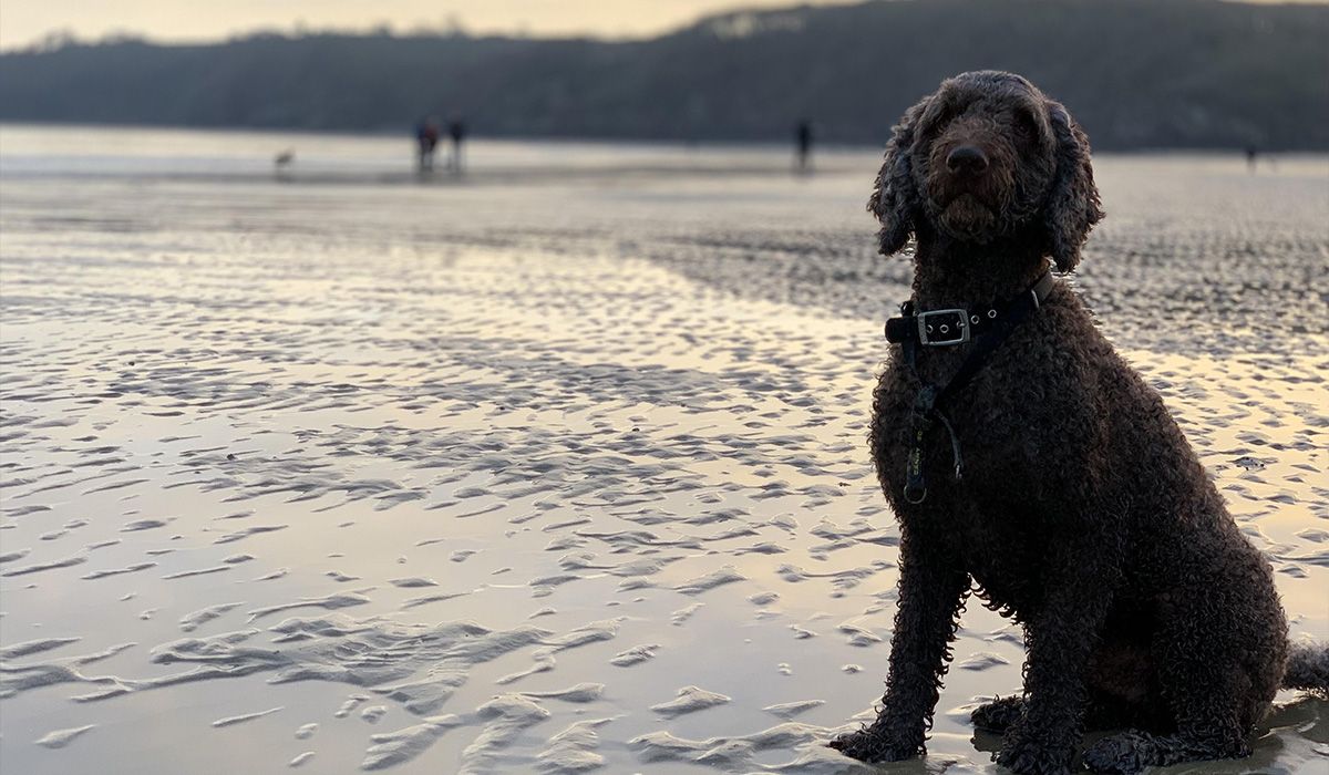 A Labradoodle is on the beach at sunset