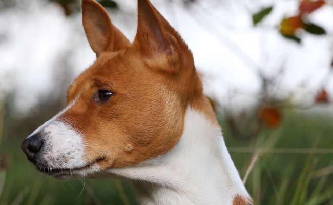 Doggy member Spartacus, the Basenji sitting alert and looking to the left, watching something move in the distance