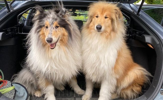 Merlin and Griffin, the Rough Collies