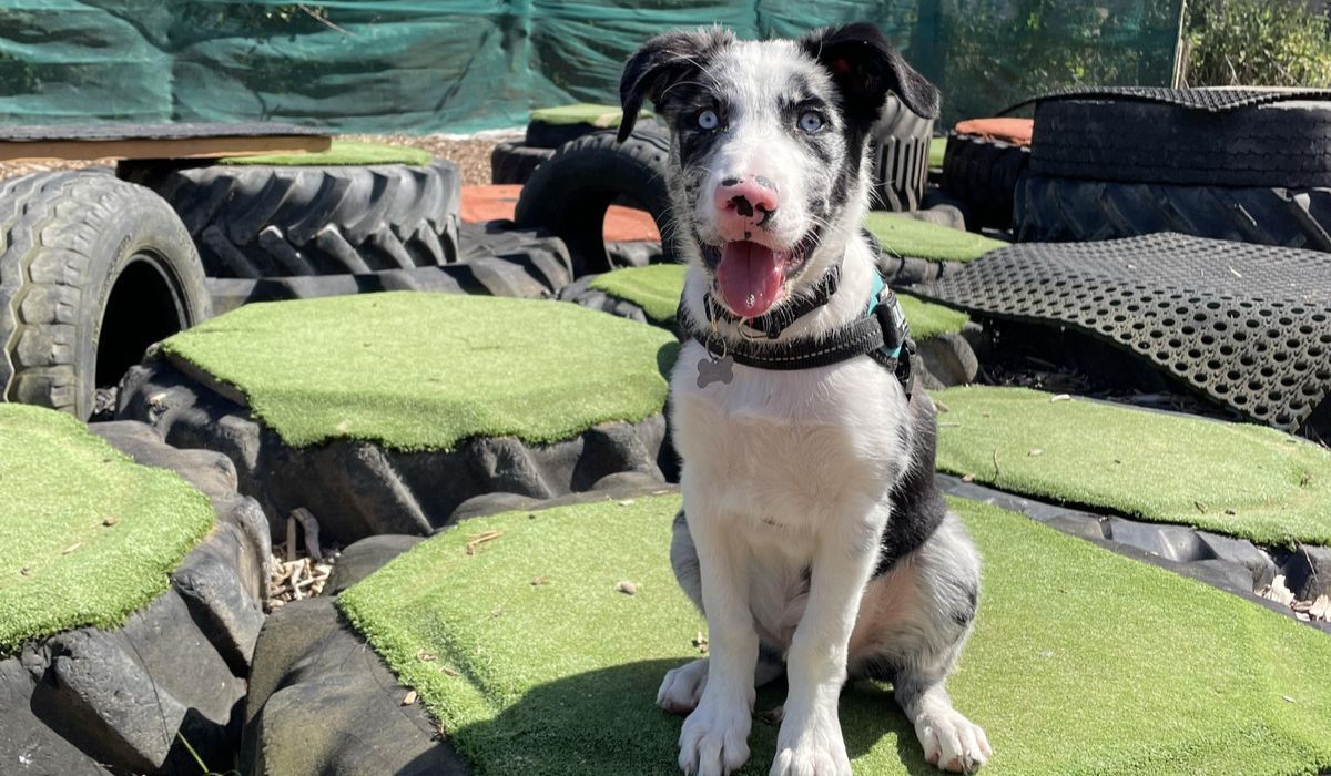 A beautiful collie pup sitting on a large tractor tyre covered with astro turf in a doggy play area.
