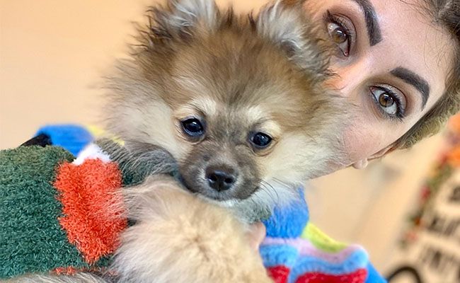 A small fluffy Pomeranian being held close to a woman's chest