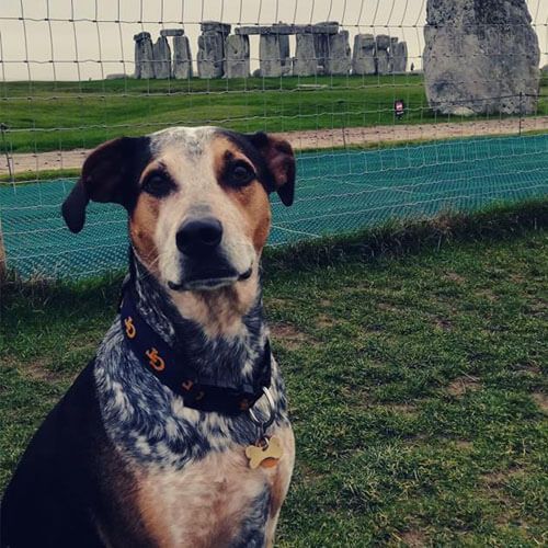 A short-coated dog with white, black and tan markings is sitting on grass in front of Stonehenge