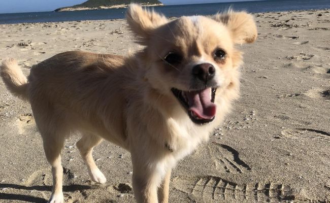 Alfie, the Long-Coated Chihuahua