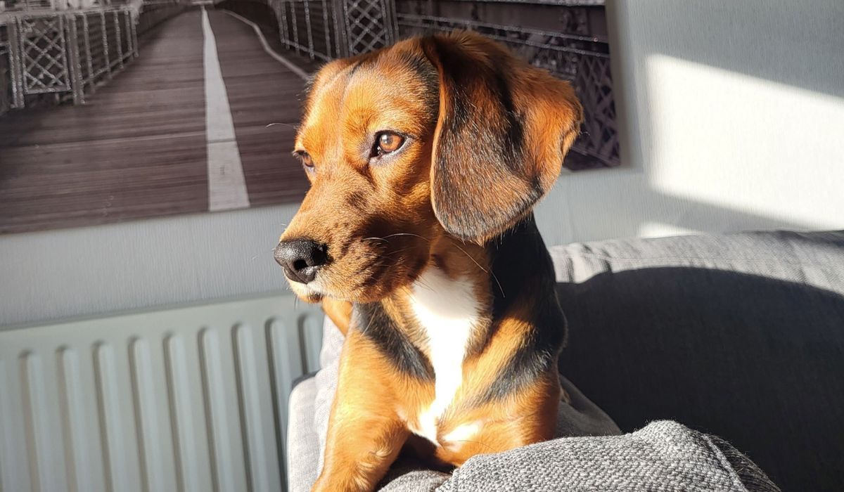 Doggy member Kobe, the Cross Breed, lying on the back of the sofa with the afternoon sun glistening on his face
