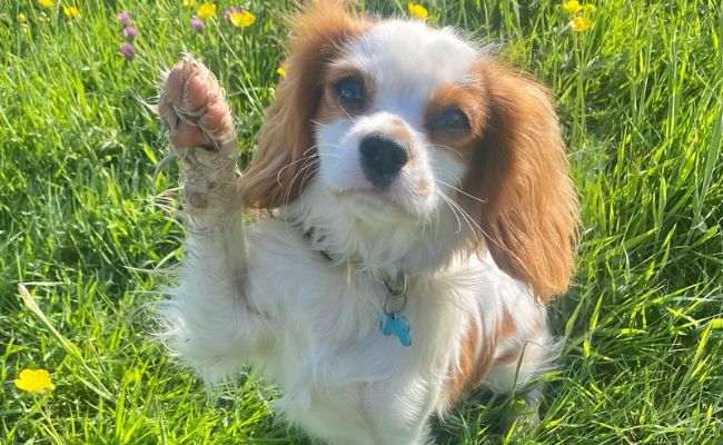 Benji, the Cavalier King Charles Spaniel holding his paw up proudly