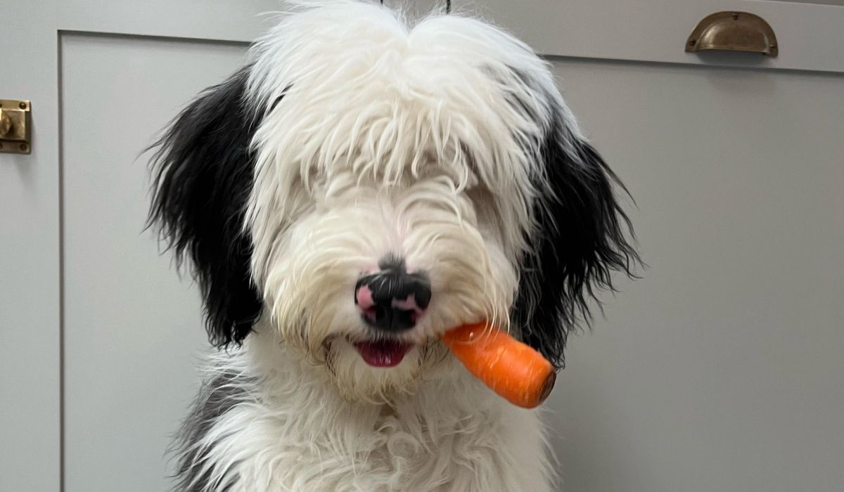 An Old English Sheep Dog sitting with a carrot hanging out of their mouth