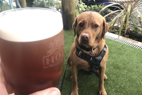 Rosie the Labrador Retriever is hoping her owner is bringing her a treat whilst they return with a pint in their hand