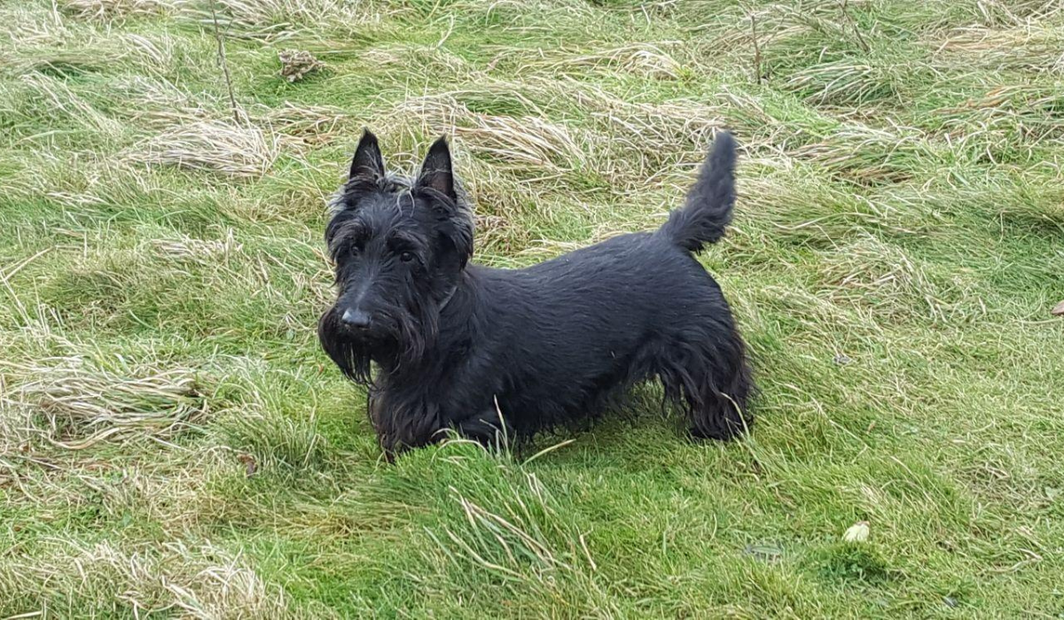 A small black dog, with short legs, a long body, muzzle and beard and short, erect, triangular ears, stands alert on a grassy bank.