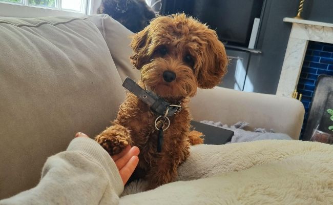 Doggy member Kalvin, the Cavapoo, reaching out his paw to his human's hand as they chill on the sofa