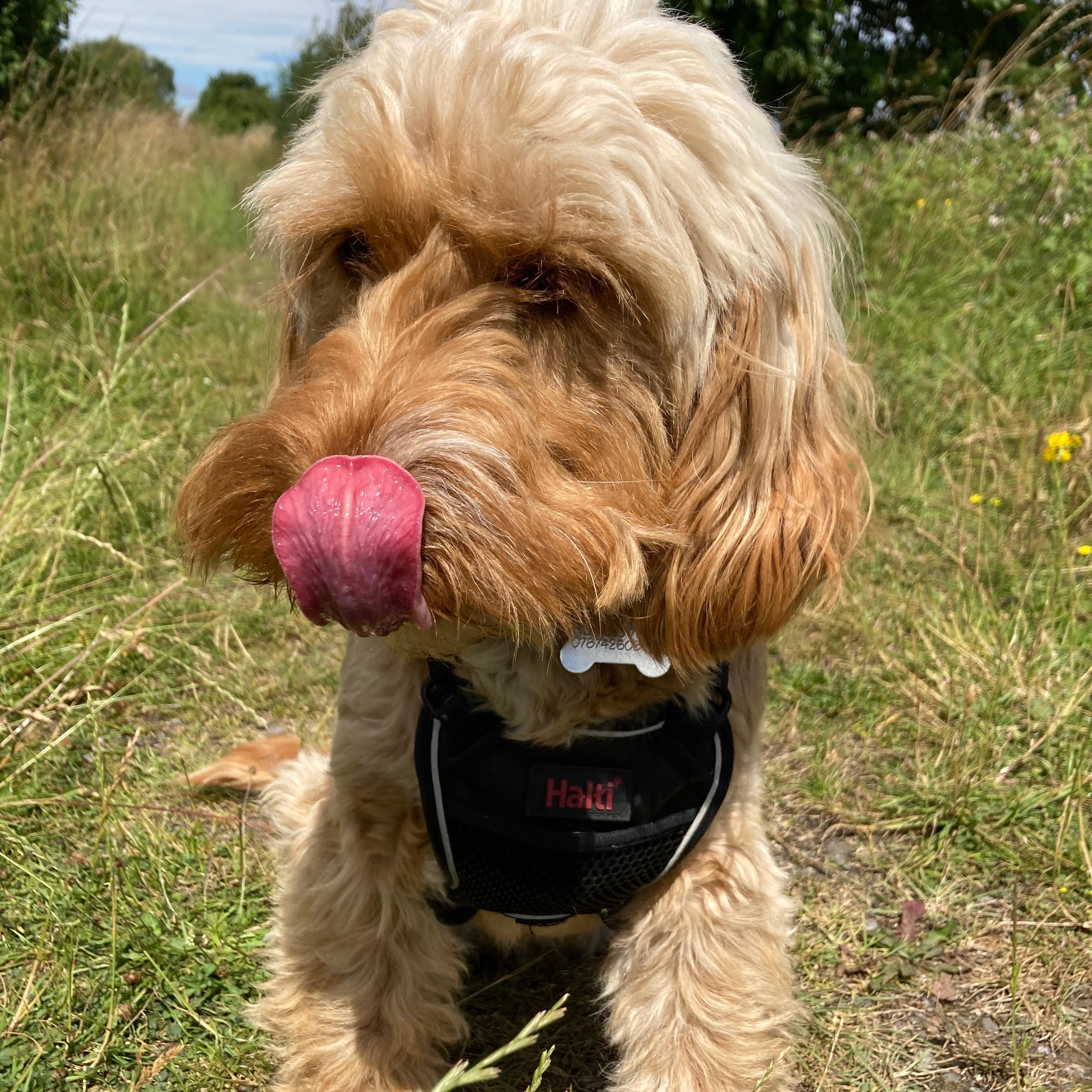 Albie, the Cockapoo, wearing a black dog harness