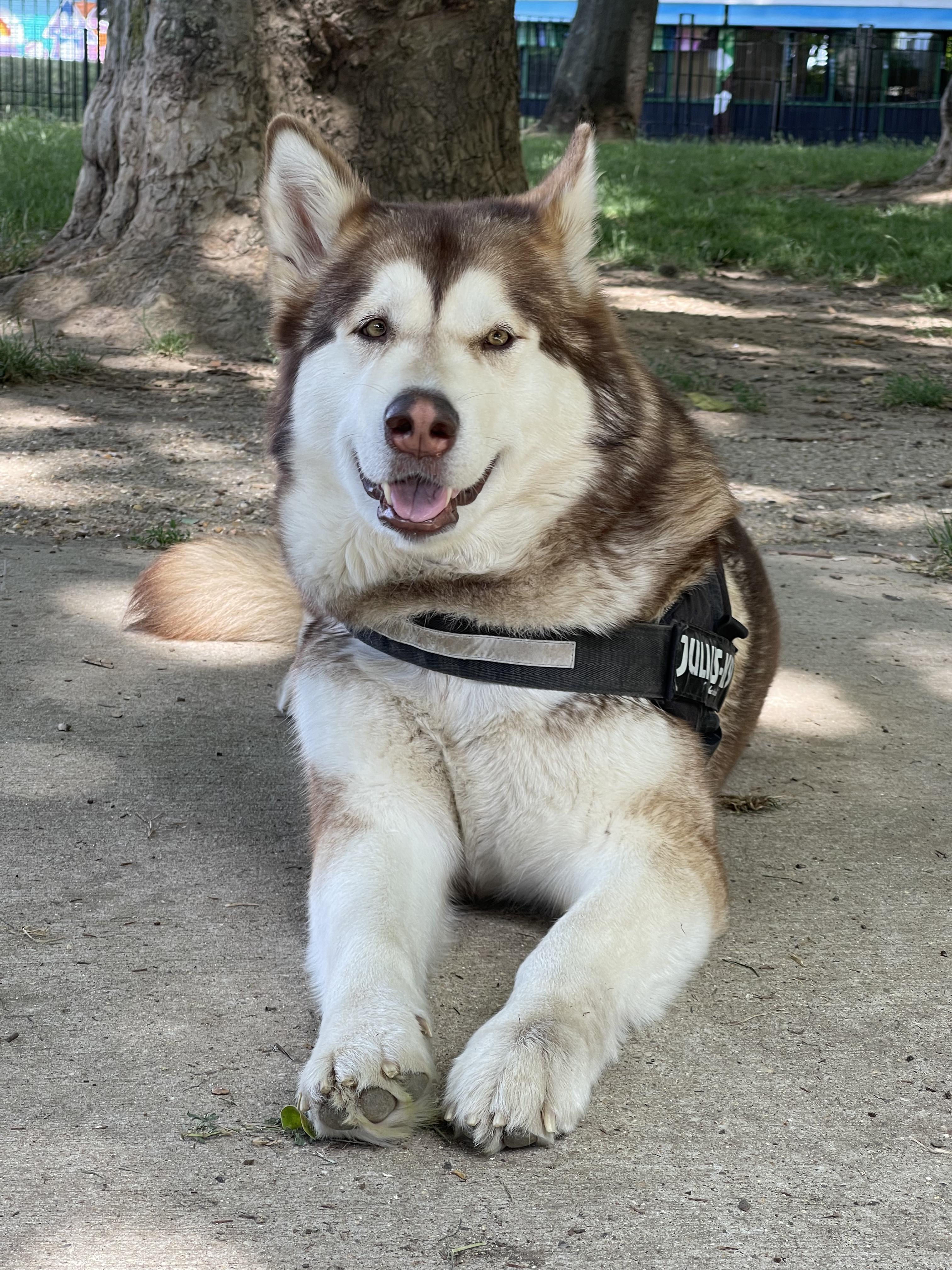 Ariel, the Alaskan Malamute wearing a Julius K9 dog harness