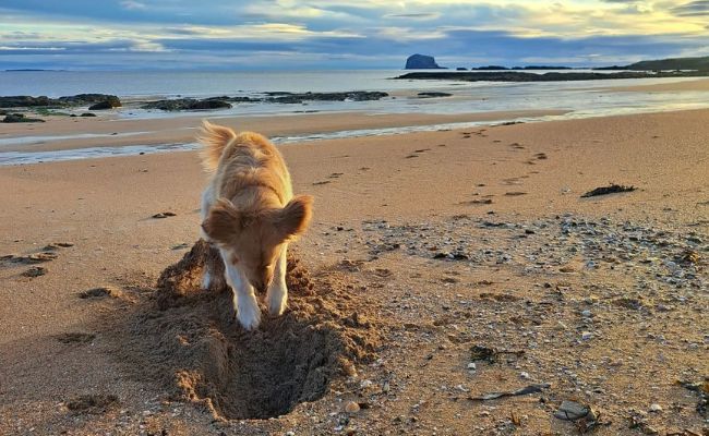 Doggy member Remy, the Golden Retriever digging a large hole in the sand on an empty beach as the sun sets 