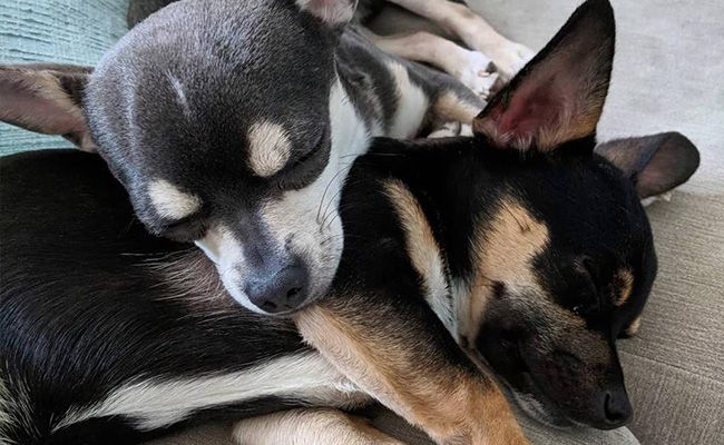 Two short-haired small dogs are asleep on top of each other
