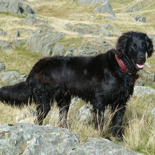 A large black dog is standing in a rocky landscape.