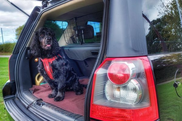 A Cocker Spaniel in the boot of a car, wearing a car safety harness