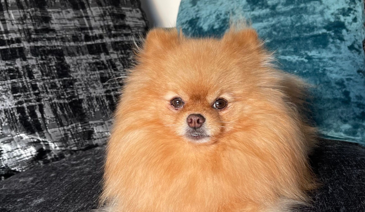 Doggy member Api, the Pomeranian, enjoying some chill time on the sofa at his dog sitters in Birmingham